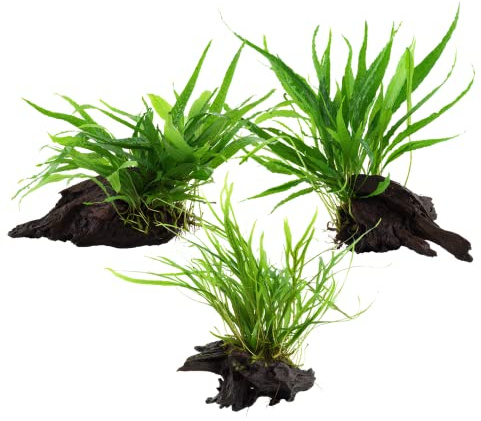 AquaOne Microsorum pteropus Lot de 3 plantes aquatiques sur racine Mélange de 3 plantes d'aquarium