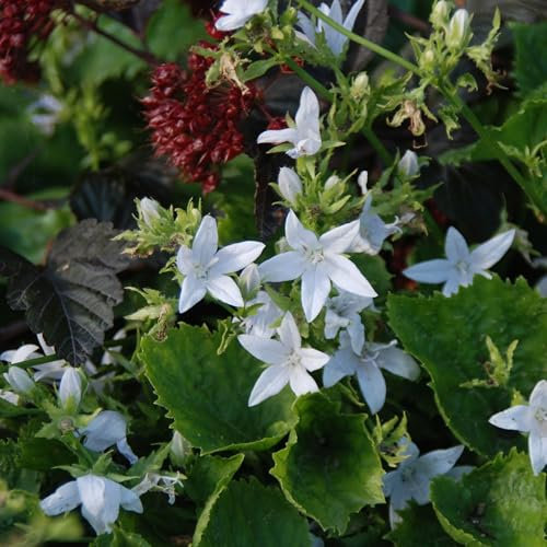 Pianta vera di Campanula poscharskyana E.H. Frost - Diametro Vaso Ø 9 cm