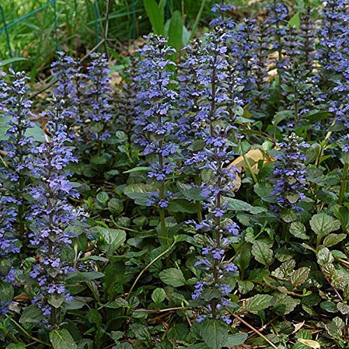 6 x Bugle rampant - Ajuga Reptans - Godet 9x9 cm - Couvre-sol vert foncé, fleurs bleues