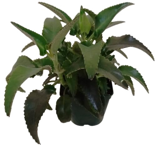 Kalanchoe Daigremontiana Planta Milagrosa Planta Natural de Uso Medicinal