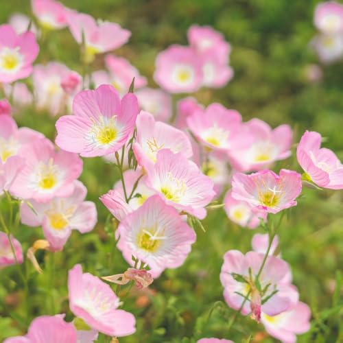 onagra de jardín de bonsái semillas silvestres Cobertura perenne resistente semillas jardín perennes interior silvestres decoración 25pcs