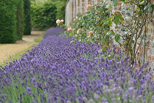 Semi di lavanda ORG175 (contenuto 400)