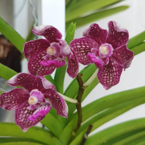 semi di orchidea vanda - esotiche giardino resistenti balcone 40pcs