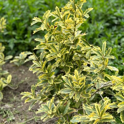 Semi di agrifoglio - semi di Ilex chinensis - giardino di arbusti decorazione del giardino per esterno resistenti per il giardino e cespugli 30pcs