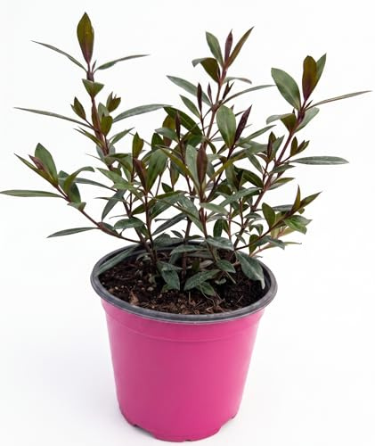 Hebe Veronica Pianta in Vaso | Fiori Viola Ornamentali | Pianta Sempreverde da Esterno per Balcone e Giardino | Fioritura Primaverile Elegante e Resistente