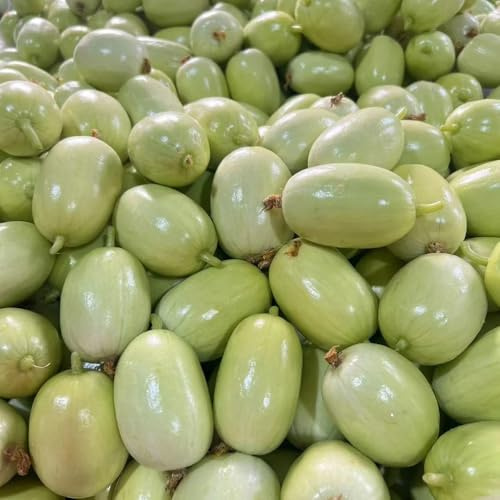 semillas de pepino - pepino - pepino exóticas resistentes, decoración de jardín para exterior pepino, cucumis sativus, resistentes, 200pcs