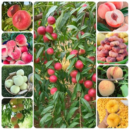 pfirsichbaum winterhart - alte sorten exotische obstbäume garten steingartenpflanzen outdoor 30samen