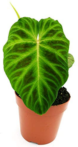 POWERS TO FLOWERS - PHILODENDRON, PHYLODENDRON, MONSTERA VERRUCOSUM BIG LEAVES, pianta vera