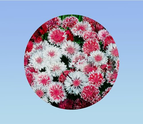 500 GRAINES DE CENTAURÉE DES CHAMPS 'ROSE SHADES' (Centaurea cyanus) - Nuances de Rose Vives - Fleur Sauvage Annuelle, Rustique et Mellifère