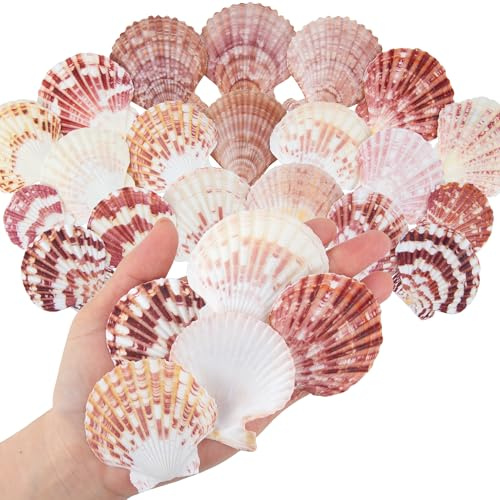 Wirow 50 Stück Muscheln 4-7CM Natürliche Meeresschalen zum Basteln | Meeresmuscheln vom Strand für DIY-Basteleien, Fischbecken, Strandthemen-Party, Hochzeitsdekoration, Wohnungsdekoration