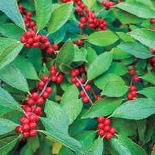 Ilex, Ilex verticillata, arbusto semi (Hardy, Appariscente) (30)