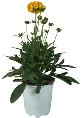 Coreopsis Grandiflora Planta Viva en Maceta