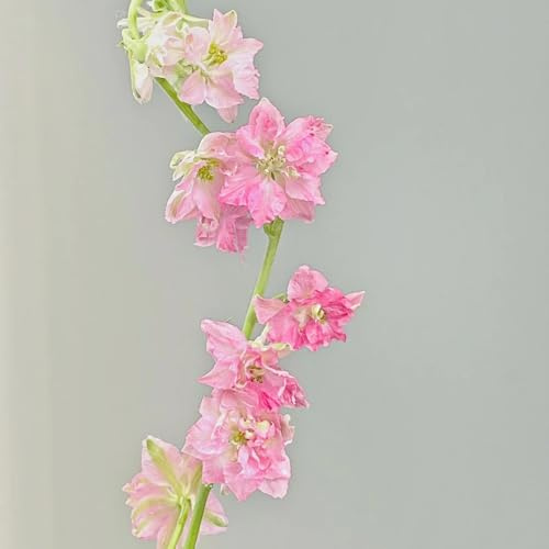 Semillas resistentes de la delphinium ornamentales, decoración, silvestres de delphinium al aire libre resistentes, 90pcs