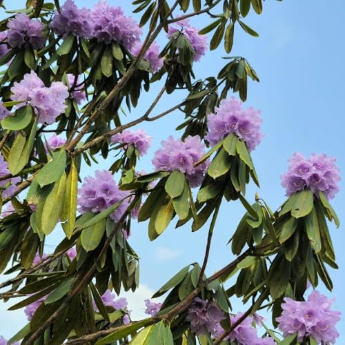 Semi di azalea, da esterno resistenti Rododendro, semi di come per gli ospiti da giardino decorazione da giardino per esterni prodotti 120pcs