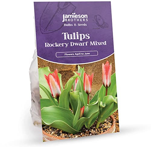 Mixed Rockery Miniature Tulip Bulbs - 12 Bulbs to Plant in Gardens, Borders & Flowerbeds – Bulk Spring Flower Bulbs Ideal for Adding Colour to Your Area - by Jamieson Brothers