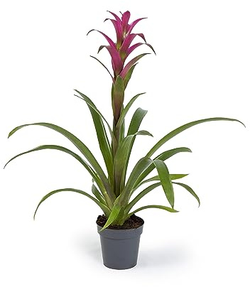 Cool Green - Planta natural interior - Bromelia Rosa-Fucsia - Apta para Mascotas