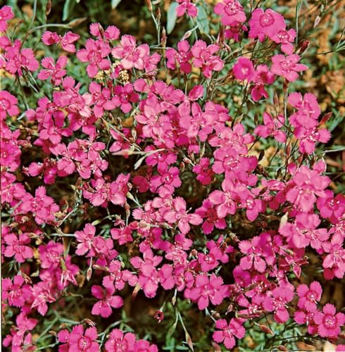 Dianthus deltoides 'Leuchtfunk' 9x9 cm Topf – Winterhart, Mehrjährig, Pflegeleicht – Heide-Nelke – Bodendecker für Steingarten & Beetkante