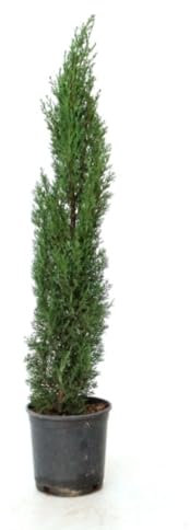 Planta natural Cipres Cupressus Totem, Cipres columnar, 80-100 cm. Ciprés compacto columnar, con follaje verde oscuro, ideal para setos y bordes. Segura Garden.