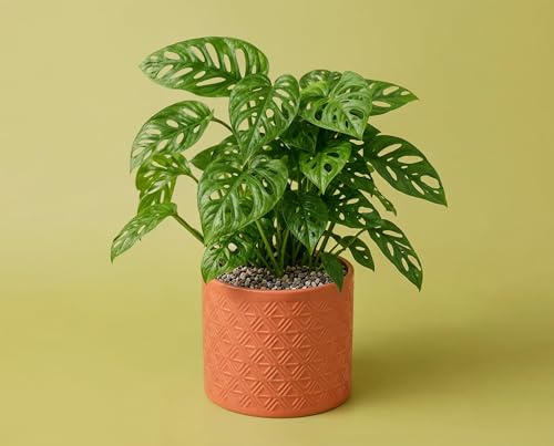 Monstera obliqua - Zimmerpflanze mit extrem gelochten Blättern - schnellwüchsige tropische Kletter- & Hängepflanze - Lochblatt Monstera im 12 cm Topf, ca. 35 cm