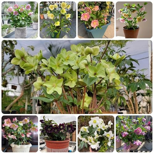 christrosensamen winterhart gartenblumen, zimmerpflanzen christrose christrosen kaufen blumendeko für sonnige plätze gartendeko 35pcs