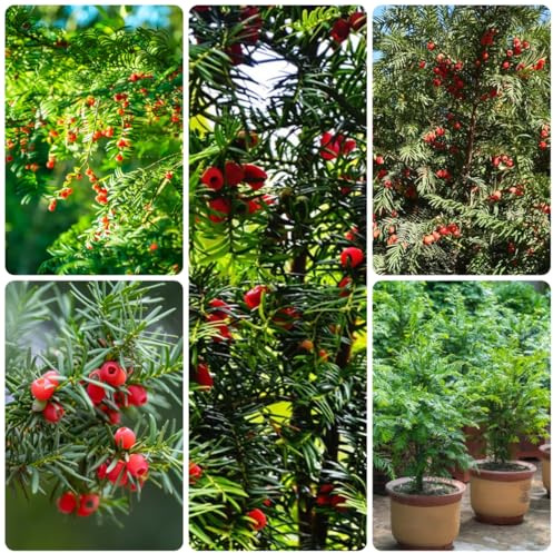 semi di tasso taxus baccata verdi, decorazioni da giardino per esterni di tasso da balcone, sementi biologiche vecchie varietà resistenti 125pcs