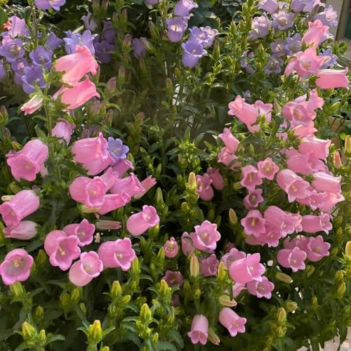 Semi di campanula, Campanula media, da balcone resistenti per luoghi soleggiati semi esotici rustiche per balconi giardino 200pcs