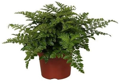Nestfarn – Asplenium Parvati – Zimmerpflanze – Ø12cm – 25cm – dekorativer Farn mit eleganten Wedeln – pflegeleichte Grünpflanze für Innenräume