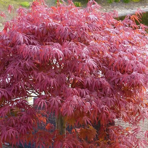 Japanischer Zwergahorn 'Peve Dave', palmatum, rotlaubig, 19 cm Topf