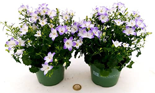 POWERS TO FLOWERS - CAMPANULA BICOLORE, 2 PIANTE VASO 12CM, piante vere