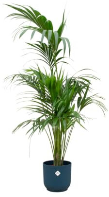 Oferta Combi - Kentia Palm Incluye Elho Vibes Fold Round Blue Ø30-180cm