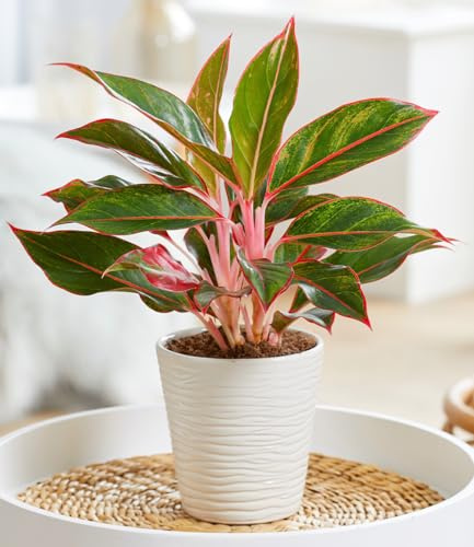 BALDUR Garten 1x Aglaonema 'Jungle Red®', Pflanze im 12 cm-Topf | auffällig panaschierte Blätter, echter Blickfang in Wohnung & Büro, lebendige Farben, für halbschattige Plätze, pflegeleicht