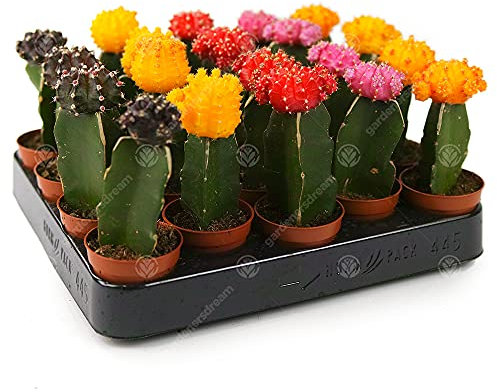 Disco Kaktus Mix Haus/Büro Innenraum Pflanze, auch ideal als Hochzeitsgeschenk (20 Pack)