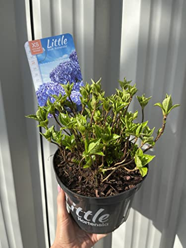 Blue Hydrangea Macrophylla | Dwarf Hydrangea Plant