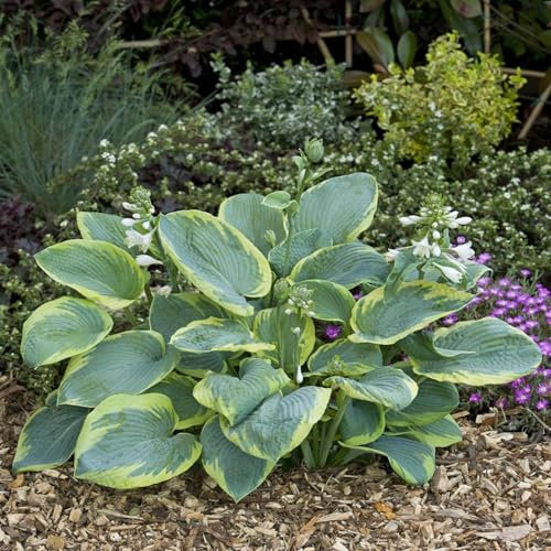Perfect Plants - Hosta 'Frances Williams' – Large Blue-Green Perennial in a 17cm Pot – Shade Loving Plant