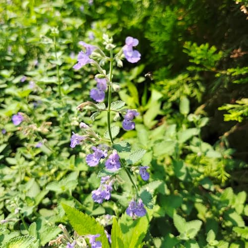 Semillas de gatera, de cocina Semillas de menta, Nepeta cataria, raras semillas de medicinales regalos para jardineros 500pcs
