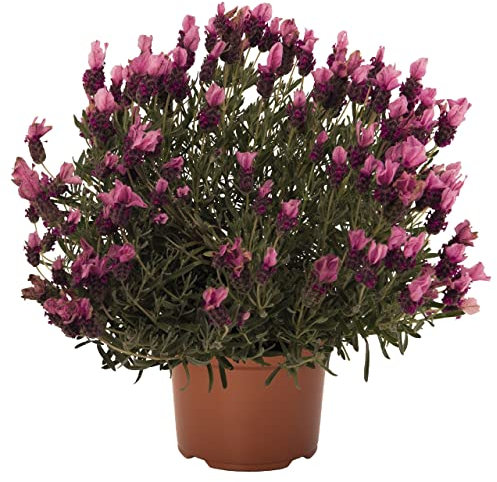 DECOALIVE Lavanda Francesa Planta Natural con Flor de Temporada para Casa, Terraza y Jardín
