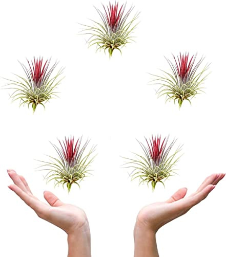 Tillandsia Ionantha Color Rojo | Pack 5 Plantas | DECOALIVE | Plantas del Aire Naturales