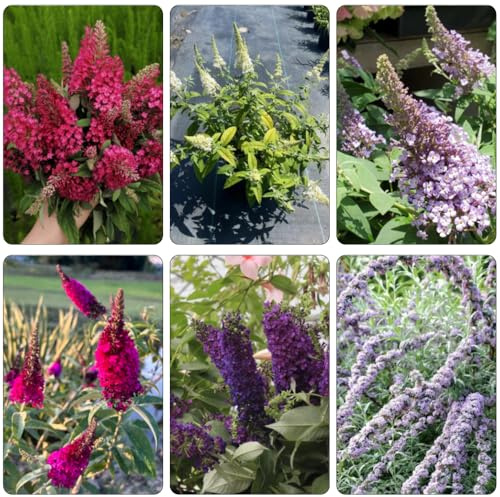 semi di Buddleja davidii - decorazione giardino ombra, resistenti selvatici estremamente resistenti 180pcs