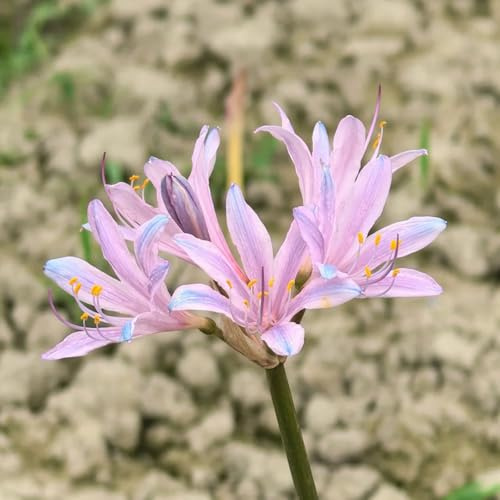 giglio ragno - Lycoris Radiata giardino balcone d'appartamento esotiche vaso giardino balcone 3bulbi