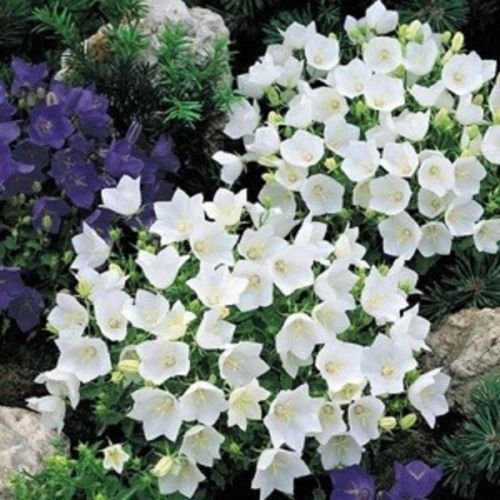 CAMPANULA 'WHITE CLIPS' ~ Campanula Carpatica ~ 25+ semi perenne