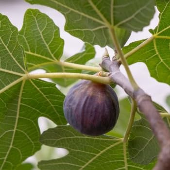 Ficus carica FIGNOMENAL® 'PT-DF-14' = Ficus carica 'Fignomenal'® / Ecomotte/Arbuste Fruitier