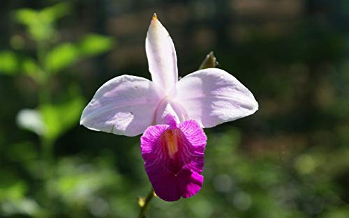 Fragrant Hawaiian Bamboo Orchid Bulbs - 5 Pack Live Flowering Plants (10 Roots Total) - Purple Pink White Blooms