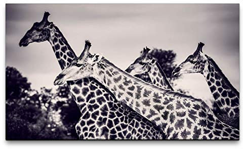 Bilder XXL Giraffen in der Savanne 120x70cm Wandbild auf Leinwand