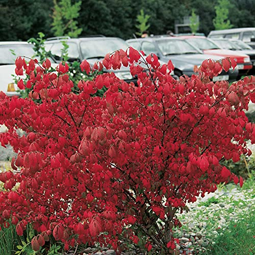 GARTEN SCHLÜTER® Korkspindel - Euonymus alatus
