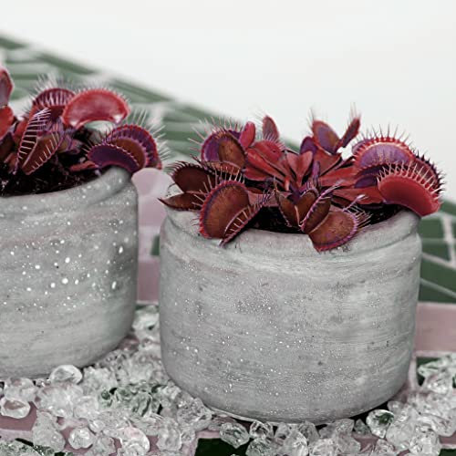 Venus Flytrap Seeds - Volcanic Red Dionaea Muscipula Carnivorous 5 Seeds