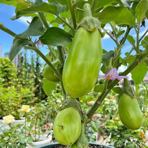 AuberginenSamen, wintergemüse kaufen alte gemüsesorten exotische gemüsesamen 800pcs