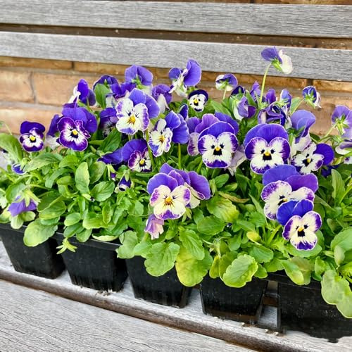 viola pensiero giardino balcone tappezzanti in vaso 225semi