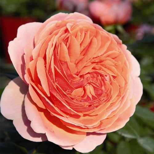 GARTEN SCHLÜTER® Rose Chippendale Strauchrose dunkelorange-rosa | Winterharte Blume mit starkem Duft - Blütezeit von Juni bis Oktober