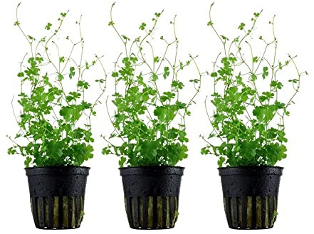 AquaOne Aquarium Pflanze 3 Stück Hydrocotyle tripartita Stängelpflanze | voll durchwurzelt, mittel, pflegeleicht, Aquascaping, Dekoration