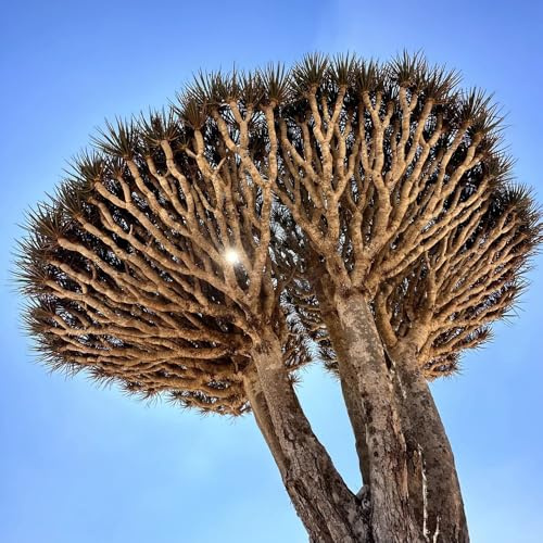 Drachenbaum, Dracaena draco, deko wohnzimmer stauden winterhart mehrjährig bio büropflanzen winterharte für garten sträucher baumsamen 6Samen